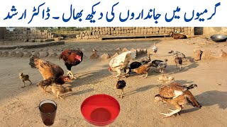 Summer Flock Care  Summer Water Supplements for Chickens  Dr ARSHAD [upl. by Freud365]