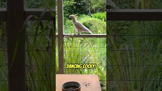 🕺Cockatoo dance🕺 [upl. by Theran543]