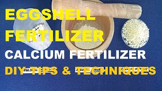 HOW TO USE EGGSHELL AS FERTILIZER  CALCIUM FERTILIZERS  DIY FERTILIZER [upl. by Nylesaj]