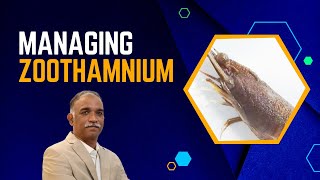 Managing Zoothamnium In Shrimp Farming Telugu [upl. by Kreegar]