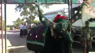 Dancing Buffalo in Myanmar [upl. by Goldie]