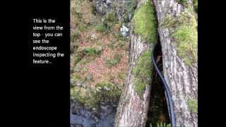 A common pipistrelle tree roost in Cumbria [upl. by Candide]