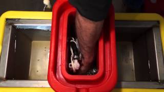 How to clean a Ritchie OmniFount automatic waterer [upl. by Dorette25]