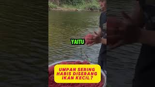 Cara Mengatasi Umpan yang Sering Habis Diserang Ikan Kecil Tips Efektif mancing [upl. by Skier]