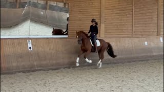 4jähriger Trakehner v Imperio [upl. by Nace]