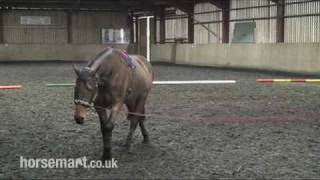 How to Lunge a Horse with a Chambon [upl. by Aisha]