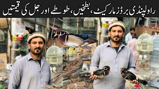 Sunday Birds Market Rawalpindi  Birds Market  Parrot jal DucksPigeons latest Prices [upl. by Ilat894]