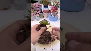 Repotting succulentsb shortvideo succulent indoorplants diy houseplants nature plants [upl. by Zanlog]