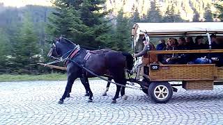 Zakopane Polands Hidden Mountain Gem horse [upl. by Ghiselin]