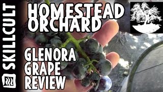 Glenora Grape Variety a Review [upl. by Veron406]