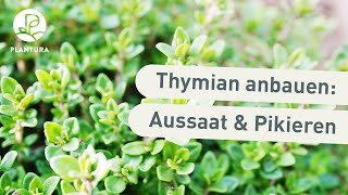 Thymian anbauen Aussaat amp pikieren Anleitung [upl. by Ttenneb]