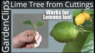 How to Grow Lime Trees from Clippings  Easy fast way to grow Lime Trees amp Lemon Trees from Cuttings [upl. by Santini558]