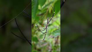 A female giant golden orb weaver spider is sitting on her spider web spider insect [upl. by Yniar]