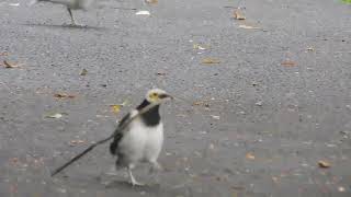 black collared starling  นกกิ้งโครงคอดำ หรือ นกเอี้ยงโครง  Черношейный скворец [upl. by Yazbak163]