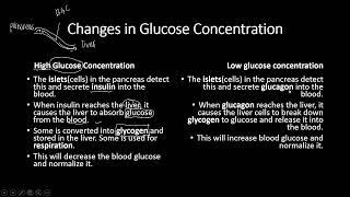 Homeostasis  IGCSE Biology 0606 [upl. by Reseda]