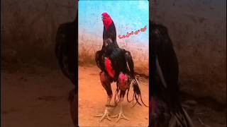 Rooster 🐓 rooster chicken hen farming village aseelmurgakipehchan aseelmurga tyshorts [upl. by Brosine]