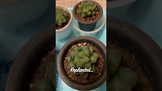 Replanting succulent Haworthia cooperi var truncata in my home  November 2024 [upl. by Alegnaed]