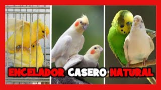 COMO ENCELAR A LOS CANARIOS 🐤 ENCELADOR CASERO PARA PAJAROS [upl. by Asirap]