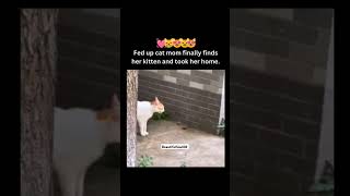 POV Fed up Cat Mom finally found her Kitten 😸 🥹😂❤️🧿streetdog shorts cat love [upl. by Adnahsal582]