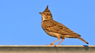 Nesting birds – Crested lark Galerida cristata [upl. by Schlicher]