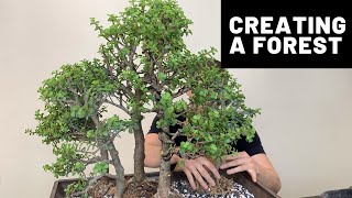 Creating a Bonsai Forest  Dwarf Jade Portulacaria Afra  The Bonsai Supply [upl. by Miche51]