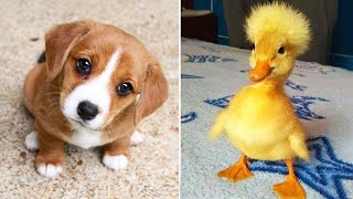 Funniest Animals 2024 😂 Best Funny Cats and Dogs 😻🐶 Part 20  Cute Baby Dogs [upl. by Nagey]