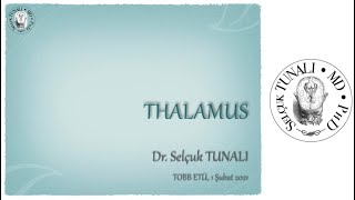 Thalamus [upl. by Einahpets]