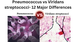 Pneumococcus vs Viridans streptococci 12 Major Differences [upl. by Dahsra]