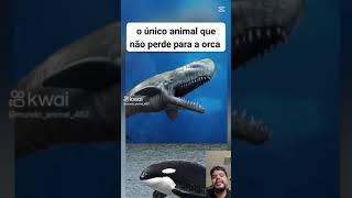 O Cachalote também não escapa do bote da Orca [upl. by Cecily]