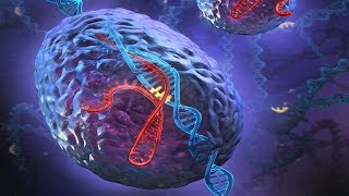 CRISPR Technology  Genetic Engineering  Full Biotechnology Documentary [upl. by Reffineg]