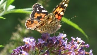 Butterflies and a Butterfly Bush [upl. by Pilloff]