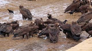 The cinereous vulture Aegypius monachus is a large raptor in the family Accipitridae 2 [upl. by Adnilra]