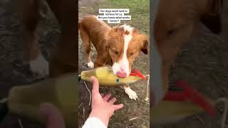 Waterproof collars 👏🏻 dogsofyoutube toller biothane waterproofcollar doggear stinkproof dog [upl. by Croix522]