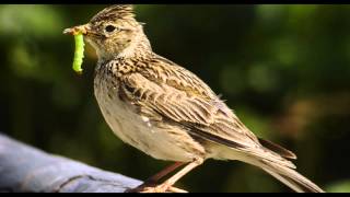 Skylark Bird Call Bird Song [upl. by Odnamra784]