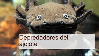 Descubre los Depredadores del Ajolote Amenazas y Curiosidades de esta Especie Única [upl. by Lukash375]