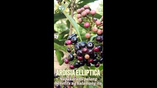 Ardisia Elliptica plant benefits [upl. by Kerad]