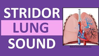 Stridor Sound Breathing Sounds Abnormal Lung Sounds [upl. by Zischke428]