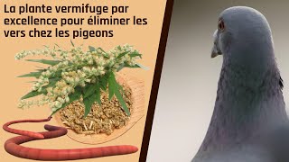 La plante vermifuge par excellence pour éliminer les vers chez les pigeons [upl. by Gautea773]