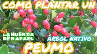 Cómo plantar un peumo nativo de Chile • Cryptocarya alba • El cultivo del Peumo • 10MaTemporada [upl. by Laurianne]