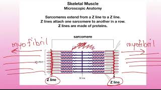 Lecture 9 part 2 [upl. by Hayes]