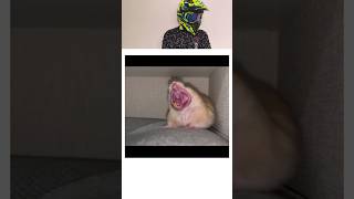 How Animals Yawn 🥱🥱shortsfeed shorts animals trending [upl. by Eirovi]