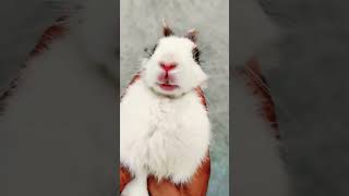 Rabit rabbit bunny cute pets funny cartoon animation [upl. by Eidnil]