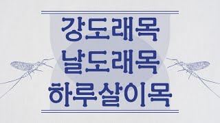 학습하기문강목과 생물분류기사 동물 곤충강 18종 강도래목3날도래목7하루살이목8 [upl. by Yerrok]