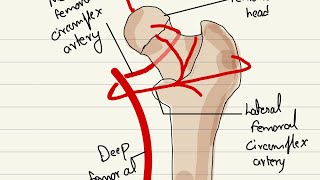 Legg Calve Perthes disease Pathology symptoms diagnosis and treatment [upl. by Hafirahs]