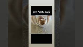 Worms Parasites in lungs in cats  Vet drugs [upl. by Anaej56]