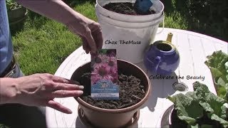 Planting the Echinacea Gardening 2014 [upl. by Xad]