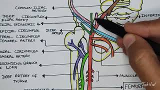 Femoral Artery amp its branches  External Iliac Artery  Easy explanation in Hindi [upl. by Nnayecats843]