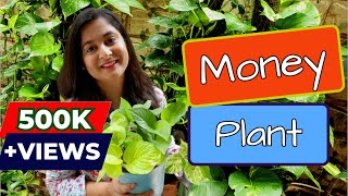 🔴Money Plant Complete Tips ऐसे करे इसको घना Propagate Care and make bushy  gardening moneyplant [upl. by Nnylassej758]