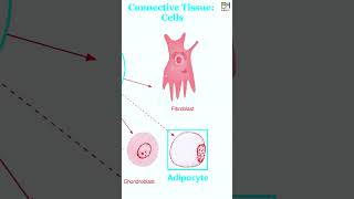 E04 Connective Tissue Bone Blood Adipose HiBody101 Histology amp Biology of Human Organ System [upl. by Zel336]