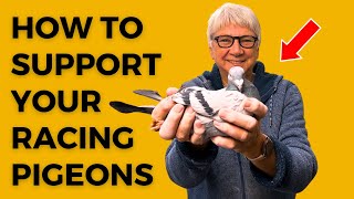 PIGEON RACING How To Protect Racing Pigeons [upl. by Evilo]